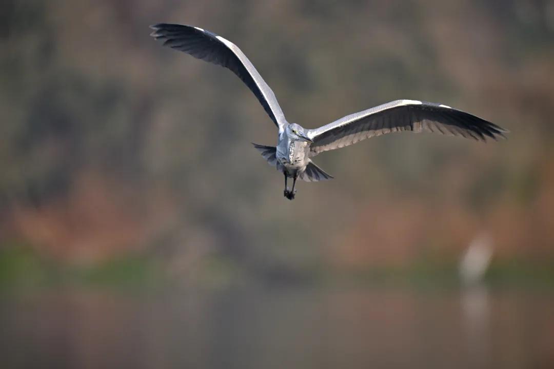 尼康无反相机z9价格,无机械快门相机