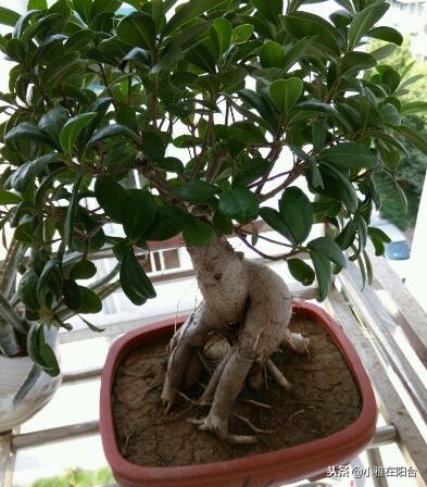 室内盆栽榕树的养殖方法,怎样养盆栽榕树最好