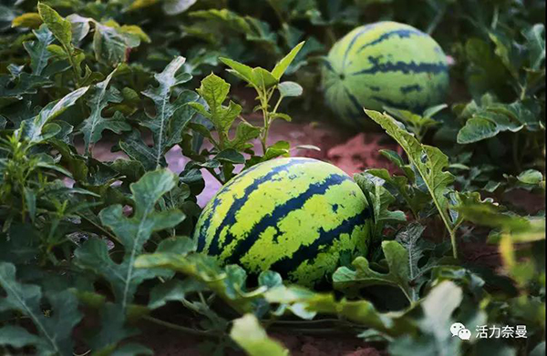 45万奈曼人的名片，太漂亮了！除了中华麦饭石你还知多少？