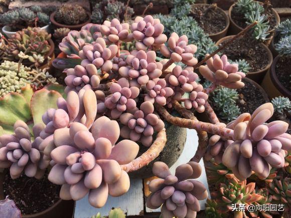 桃蛋适合养殖在室内吗,桃蛋多少度需要搬回室内养