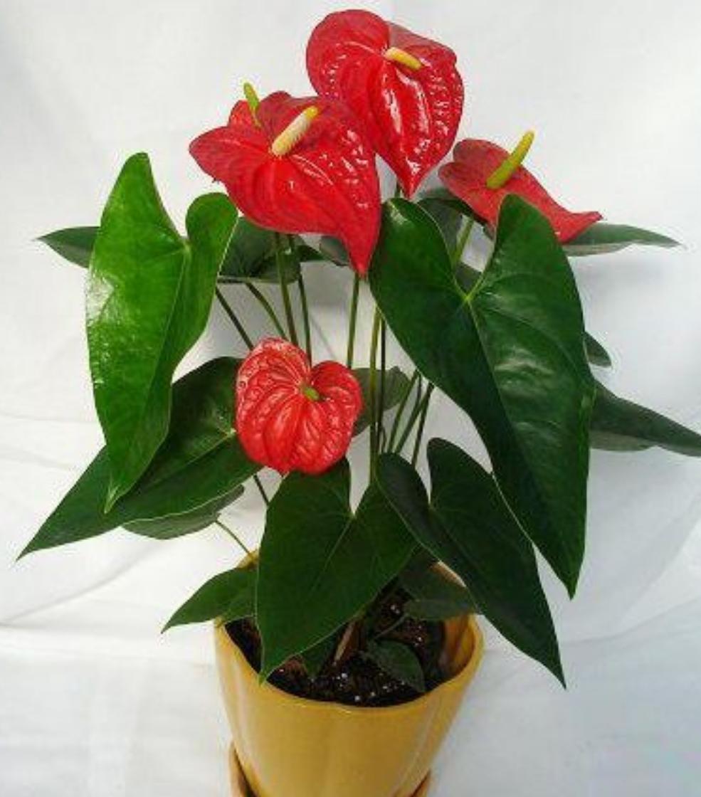 冬季红掌怎样养红掌最怕什么,养护红掌要关注什么