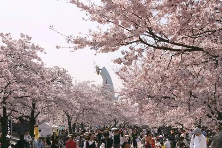 樱花季日本小众赏樱之旅,看樱花不知道去哪十大赏樱圣地