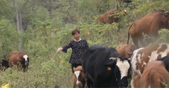 郴州彭美竹养牛大户,彭美竹养牛妙招图片