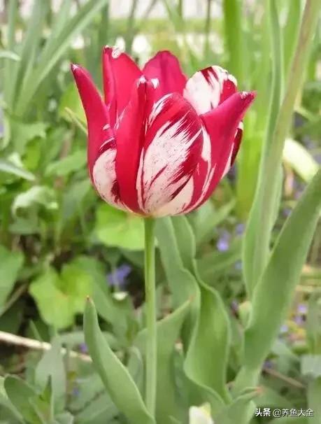 世界名贵花图片大全集,世界上最漂亮名贵的花卉