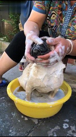 巴哥犬气味大怎么处理,巴哥犬特别臭怎么办