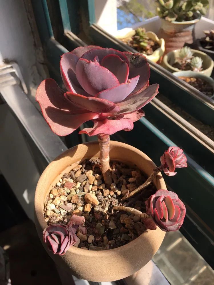 一见倾心二见,一见倾心二见倾城三见定终身