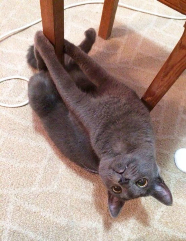 猫会不会成仙,当猫咪成为了人类