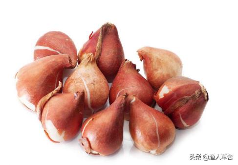 荷兰郁金香当年有多疯狂,重温荷兰在世界杯的光辉