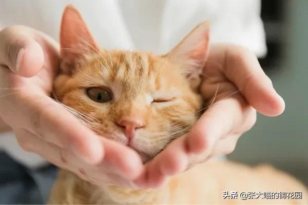 猫咪急救药品,猫咪急救用品一览表