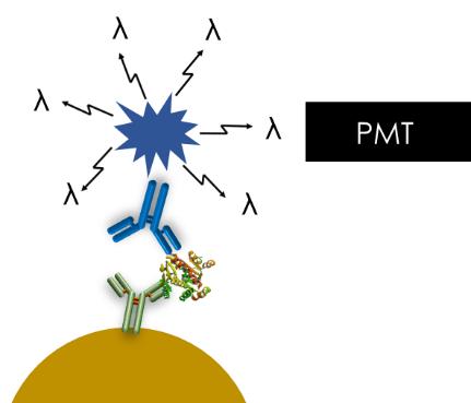 免疫化学发光定量,免疫法和化学发光法哪个准确