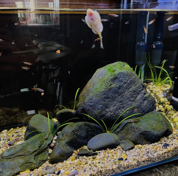 鱼缸放高锰酸钾消毒后水要不要换,死鱼过后鱼缸高锰酸钾泡多久