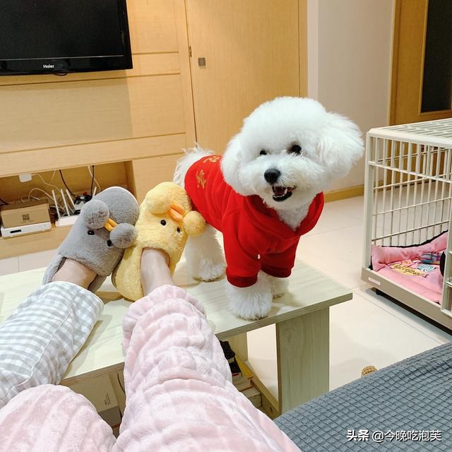 狗狗疫苗怎么打四联,狗狗疫苗怎么打多少钱一针