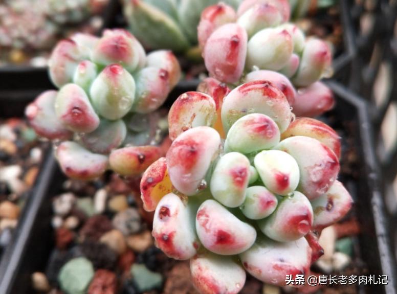 都说多肉漫画汤姆很娇气，我偏偏就不信，夏天也要丢在外面全露养