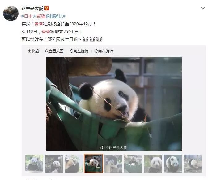 为什么全世界都喜欢大熊猫,世界各地的人们都爱好大熊猫英语
