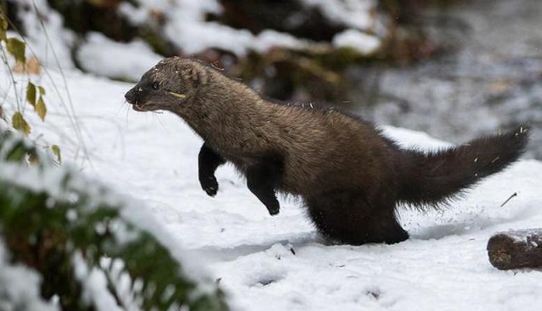 加拿大猞猁和渔貂的战绩对比,生擒东北虎视频