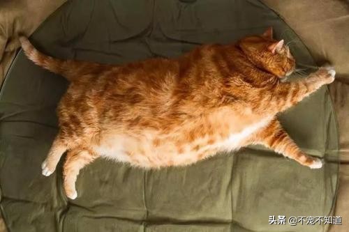 猫咪超过三天不吃东西——小心有疾病潜伏