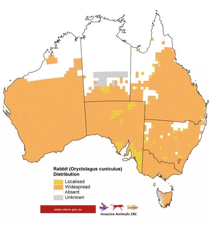 澳洲野兔泛滥成灾黑白视频,澳大利亚野兔繁衍成灾视频