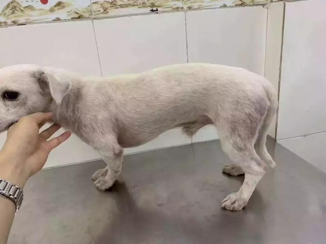 福懋动物医院：猫咪皮肤病不难治，看了这篇你就懂了