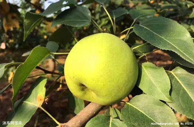 肝火胃火心火要吃什么才能去火,湿气重心火肝火胃火肺火一招去火