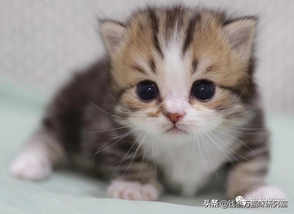 刚生的小猫母猫不在如何照顾,早产没长毛的小猫怎么救活