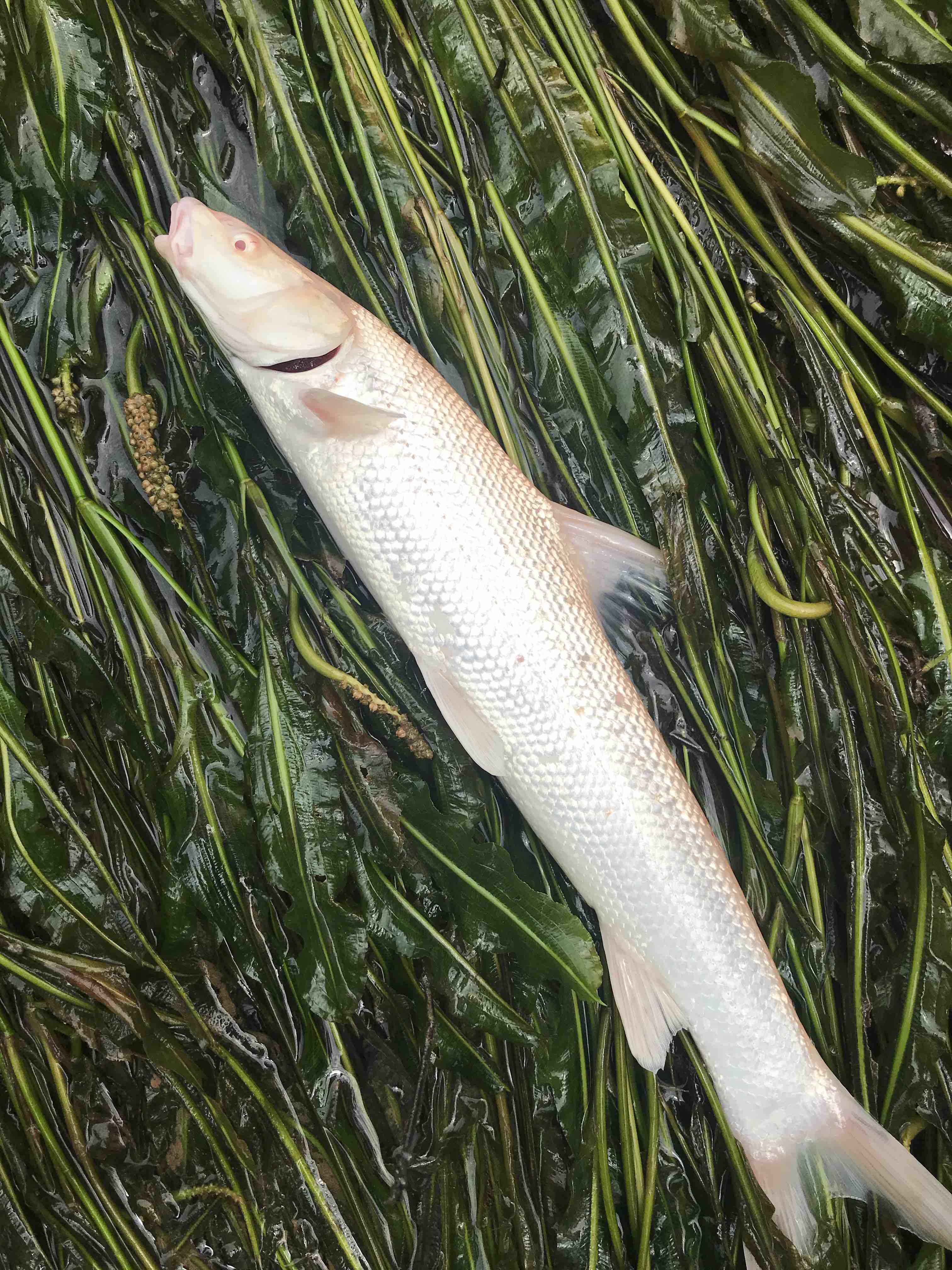 外来物种鱼入侵溪里,外来入侵物种导致鱼死亡