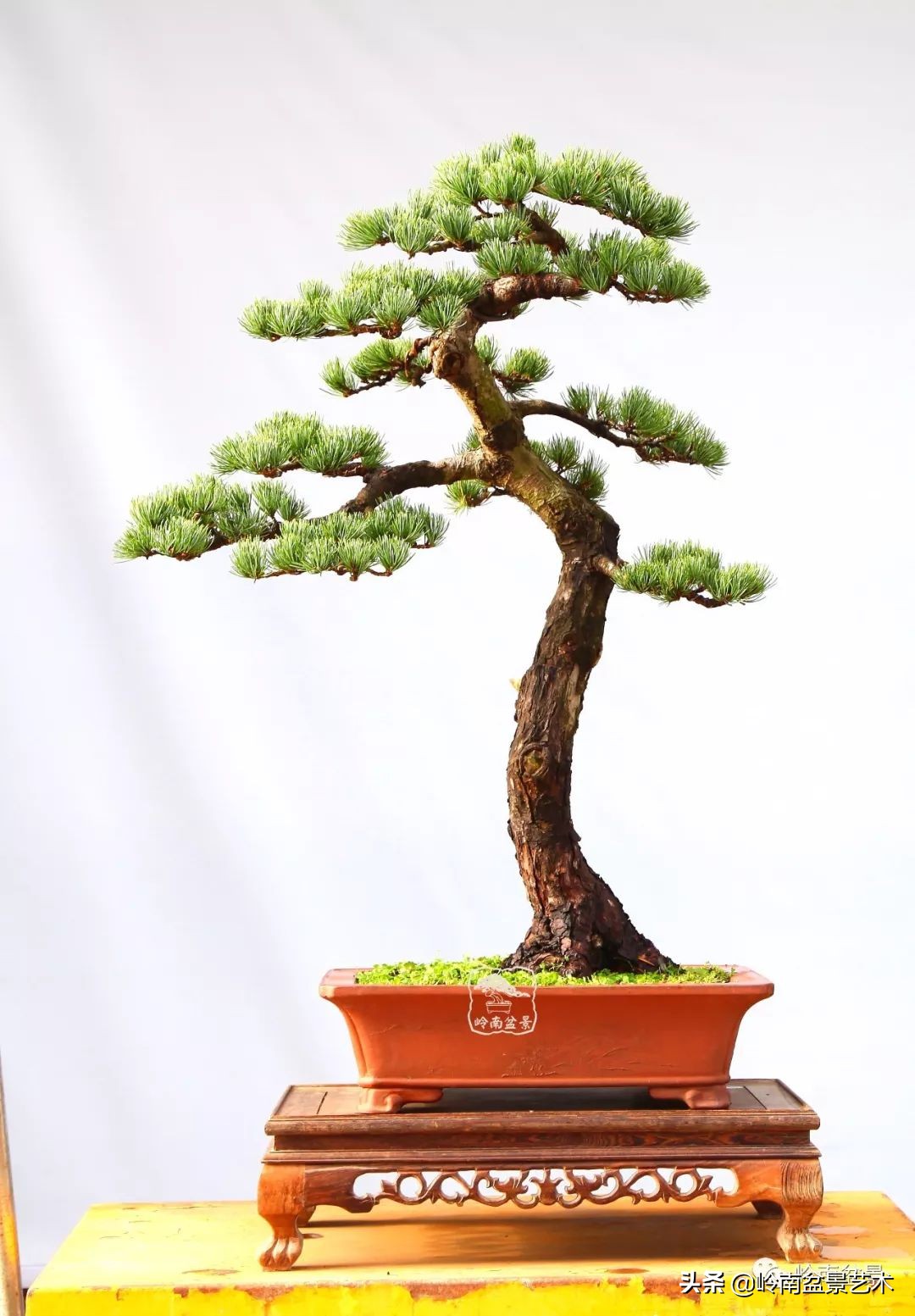 寒松纵老风骨在——赏松杂谈