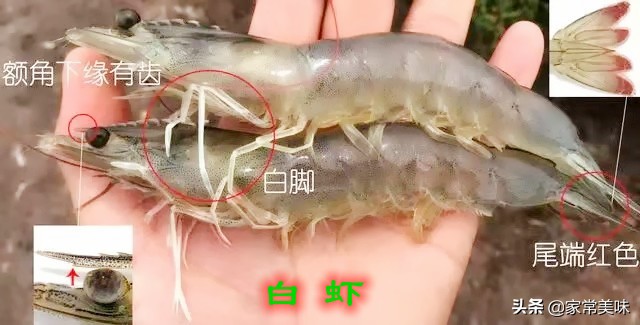 斑节对虾和日本对虾区别,南北对虾和东方对虾怎样区别