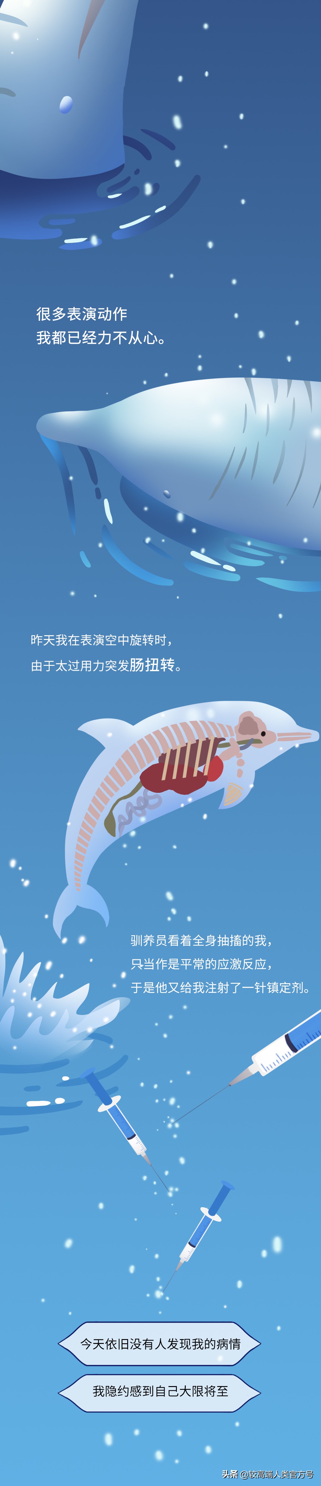 囚禁海豚,海豚表演有多残忍