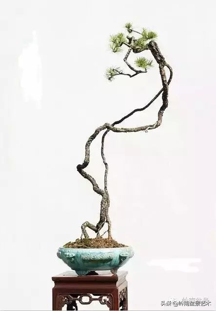 素仁格与文人树，你怎么看？