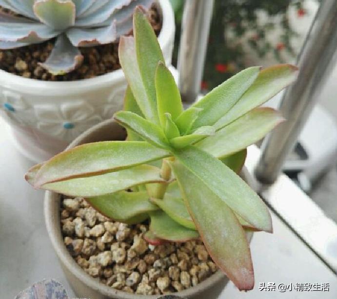 盘点6种适合秋天养的多肉,适合一年四季阳台养的多肉植物
