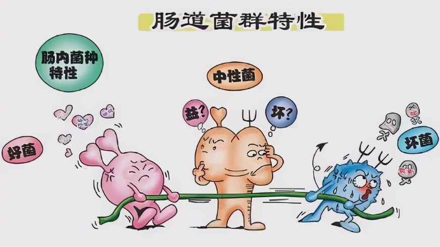 宝宝益生菌怎么培育,益生菌宝宝如何调节肠胃