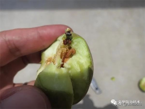 蛀干害虫是钻蛀害虫吗,果树枝干钻蛀害虫图片