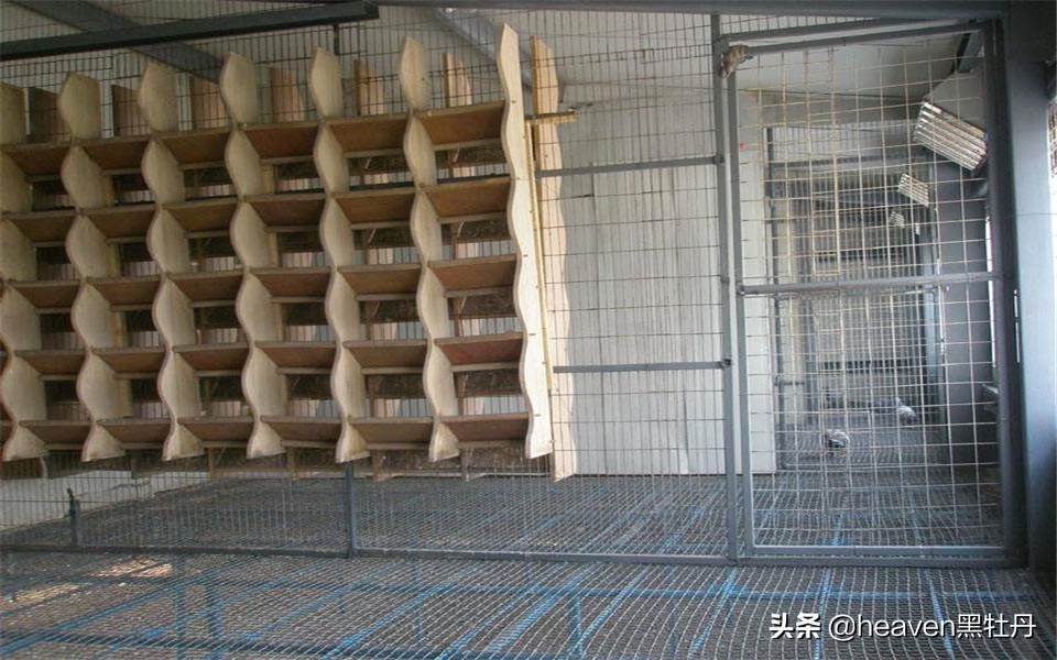 赛鸽什么情况下容易感染单眼伤风,幼鸽前期怎么预防单眼伤风