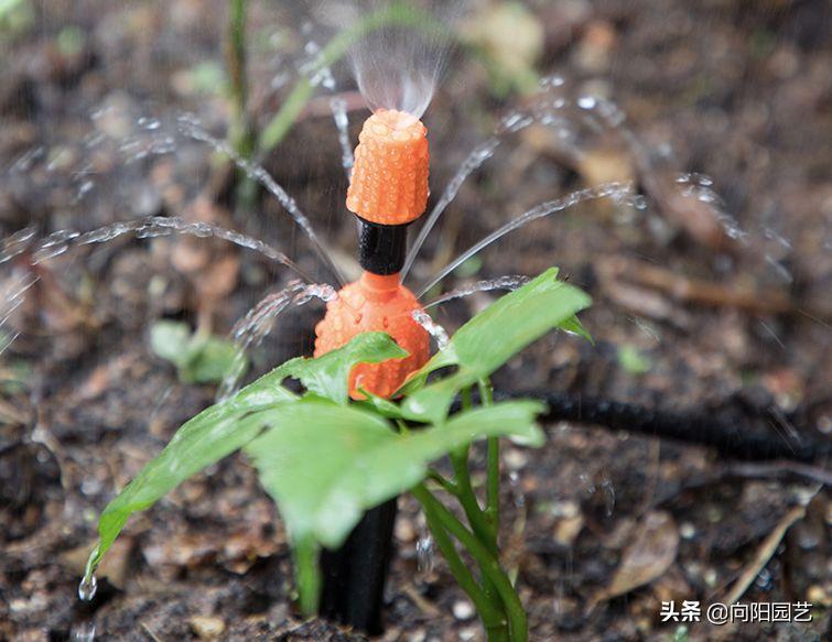 出差自制浇水神器,出外旅游自制浇花神器