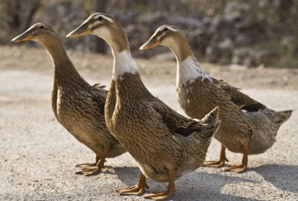 鸭毛怎么拔才会又快又干净,如何快速拔鸭毛小妙招