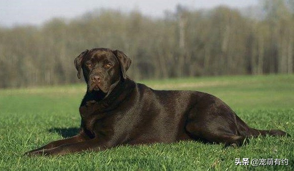 炎热的夏季如何防止狗狗中暑,拉布拉多狗狗多高的温度会中暑