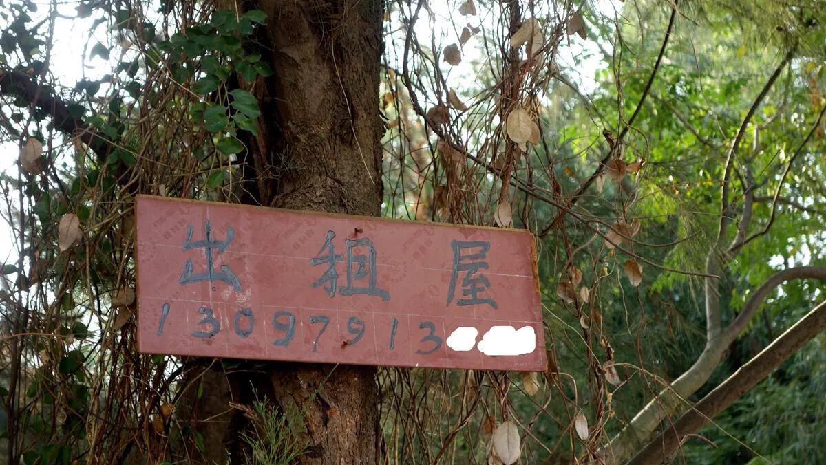 侨港边上的大、小老虎村，房租很低但住的人却很少，如今面临改造