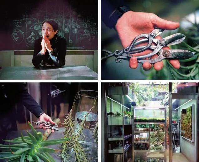 东信花卉简介,东信花树