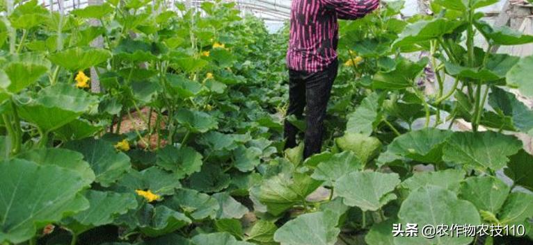 南瓜高产种植，病害重、虫子多；如何防治效果好呢？