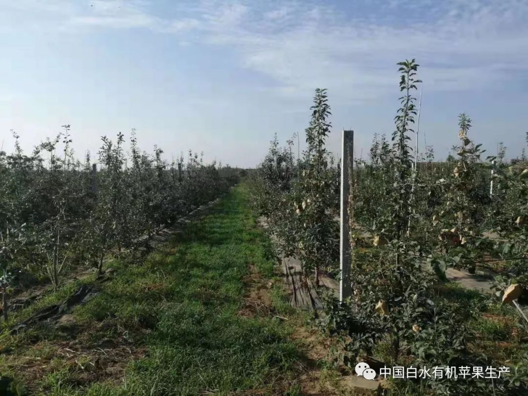 苹果越来越难卖果农将如何应付,白水新苹果果园