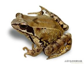 慈禧吃了什么甜品,慈禧太后的100道御膳