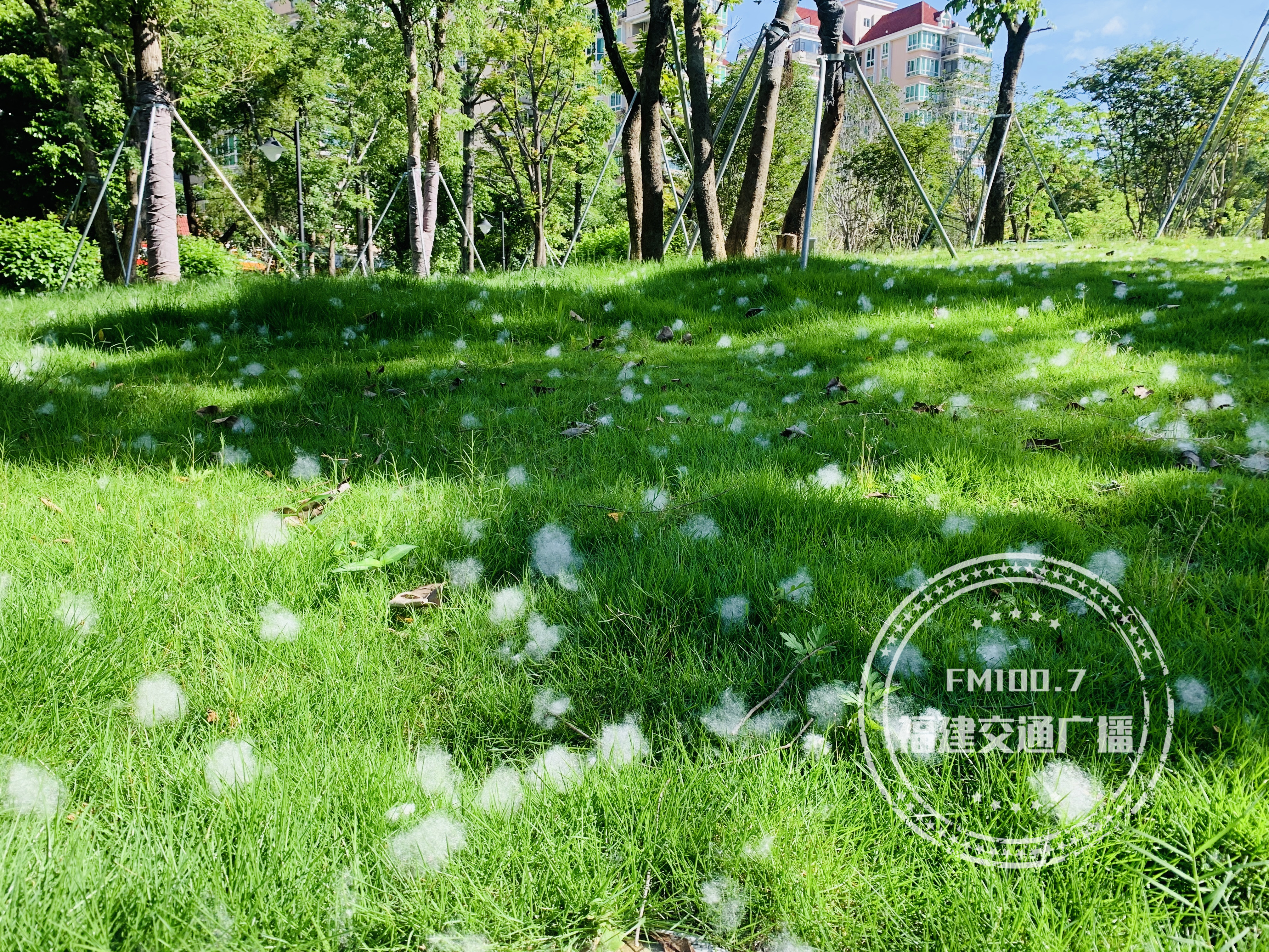 请一定远离木棉絮，福建各地都有，碰了后疼痒难忍，已经很多人中招