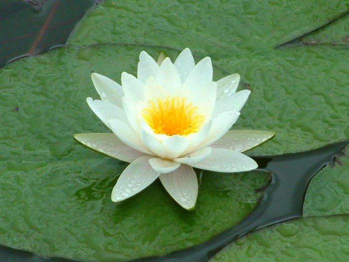 水培睡莲浮起来怎么办,水培睡莲干叶怎么回事