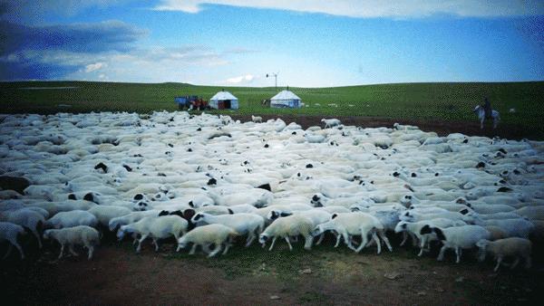 草原正宗烤全羊,长沙大草原烤全羊攻略