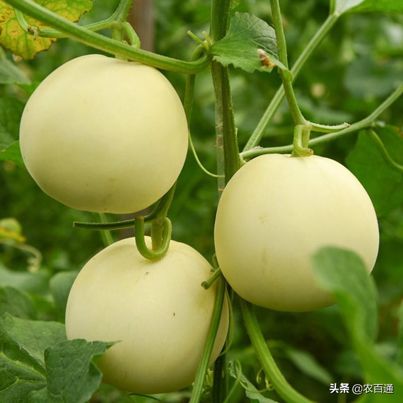 甜瓜育苗哪头朝上,博洋9号甜瓜育苗