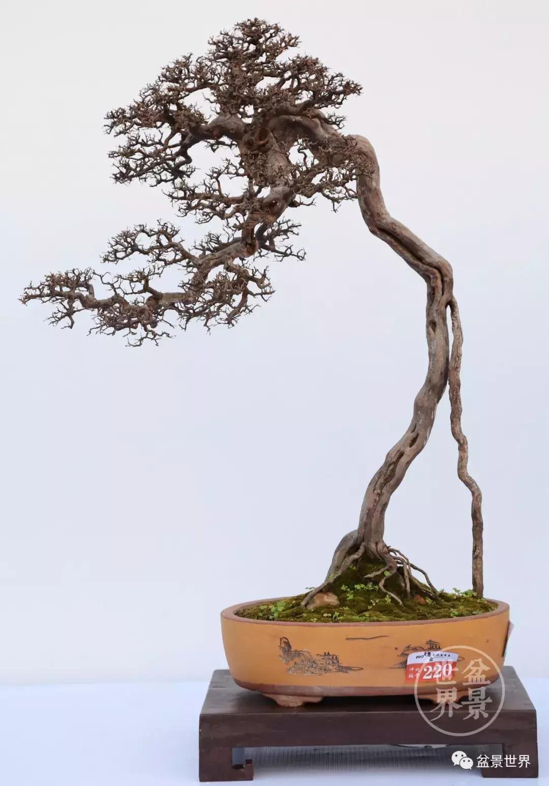 根艺盆景大全欣赏,文人根艺盆景精品大全图