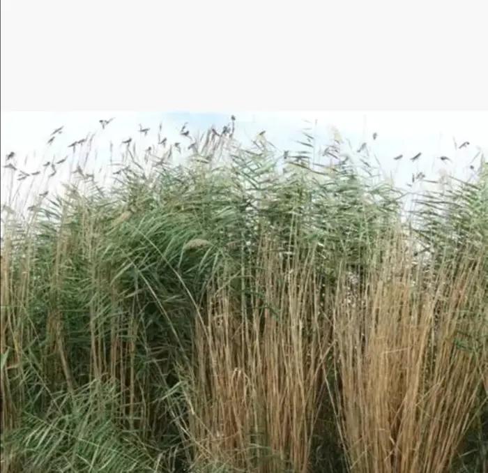 替死鬼全文阅读免费,替死鬼电影