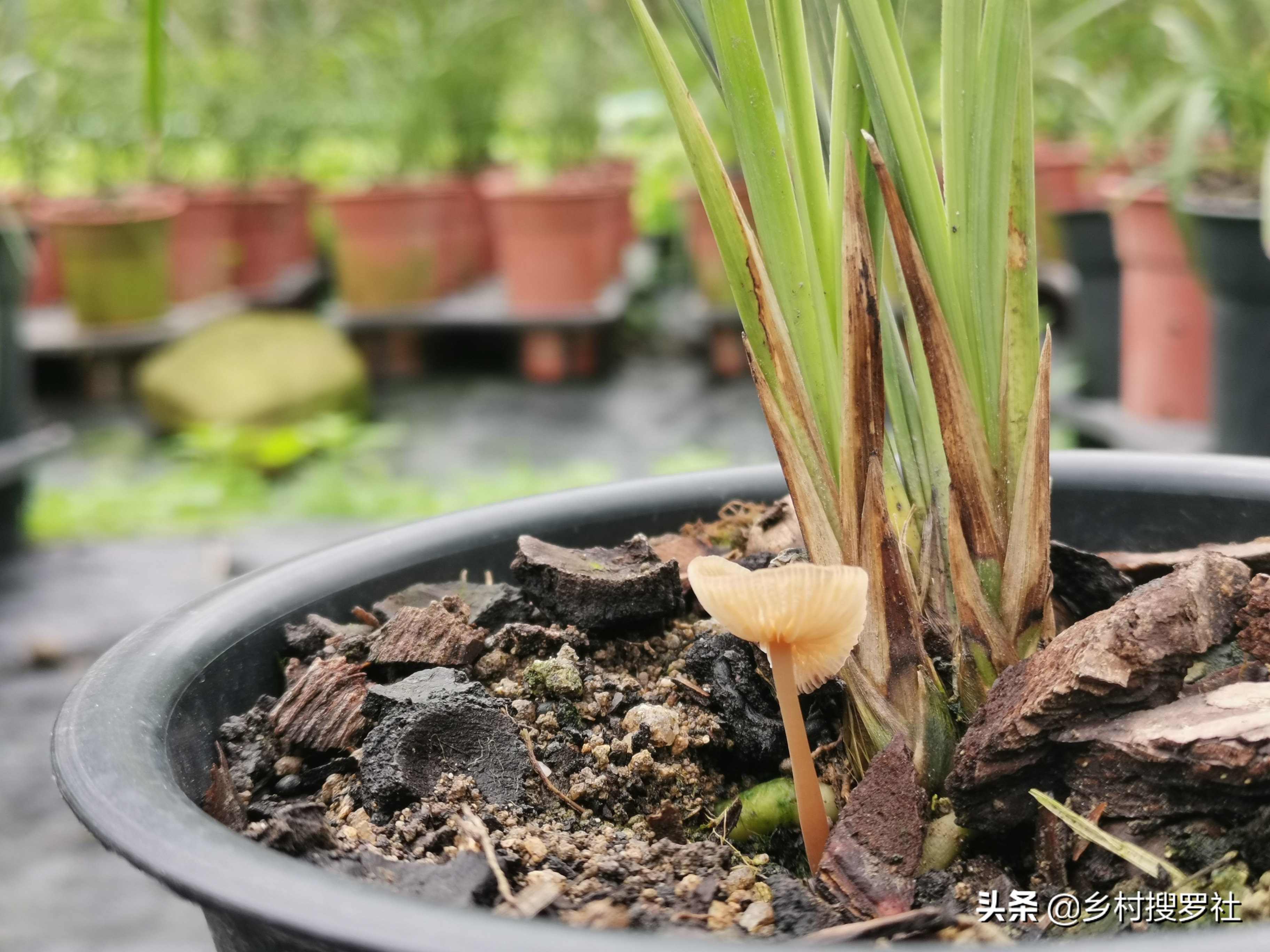 兰花叶片上的黑点是什么虫,兰花叶片有虫斑叶片会变黄吗