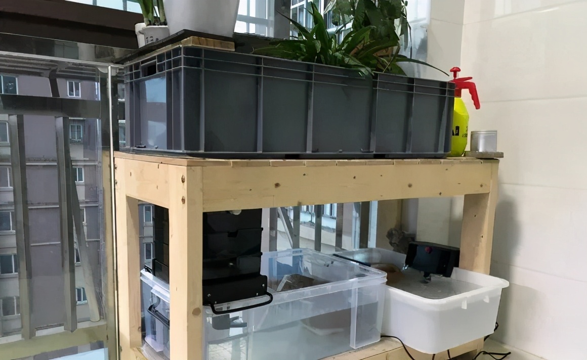 各种养龟小知识,最省钱的养龟方法