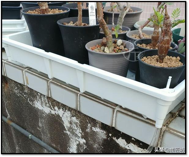 盆景的基础管理养护方法,盆景怎么养护才能更好